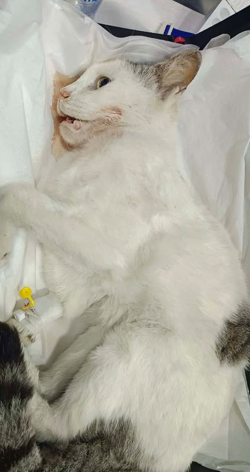 May be an image of cat