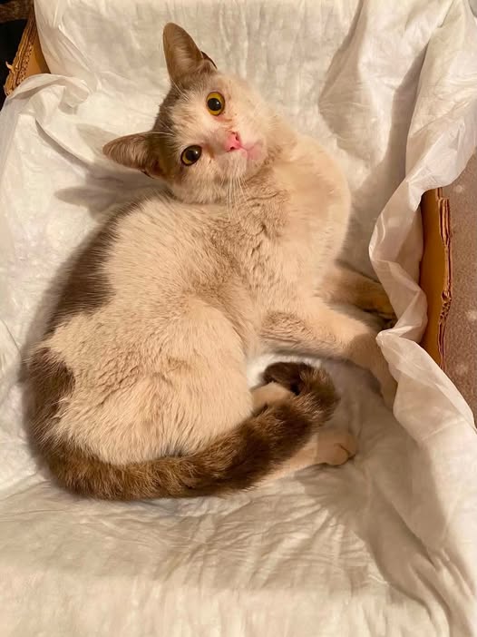 May be an image of cat