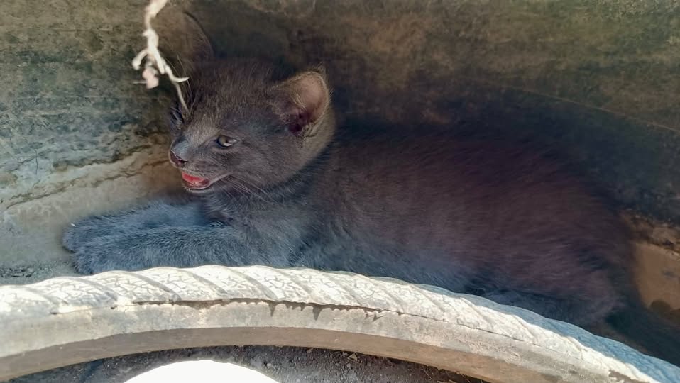 May be an image of pine marten and fossa