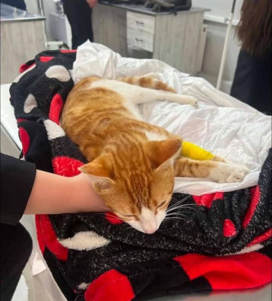 No photo description available.