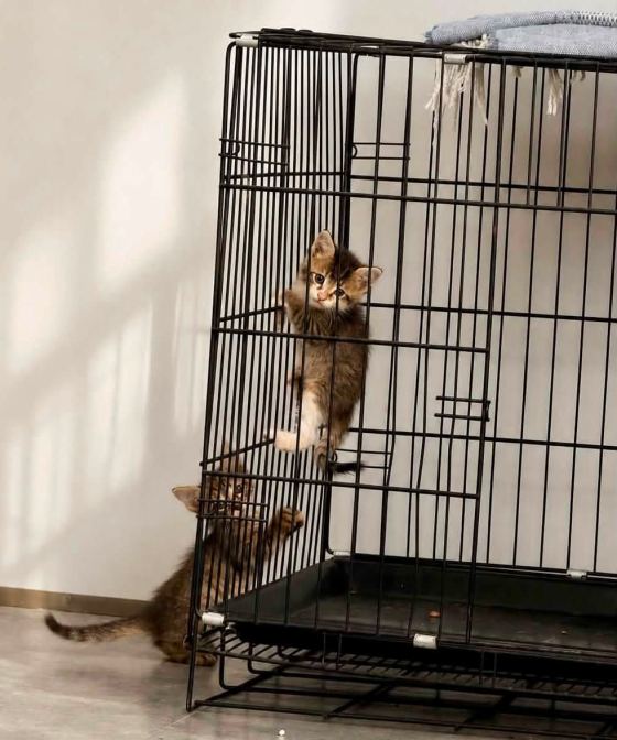 May be an image of cat