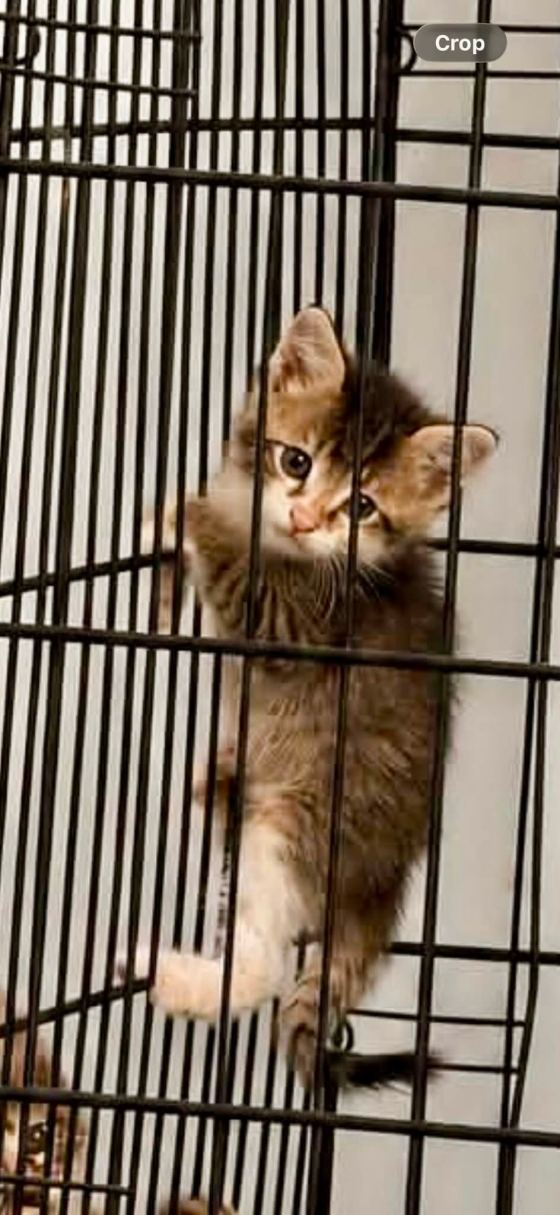 May be an image of cat