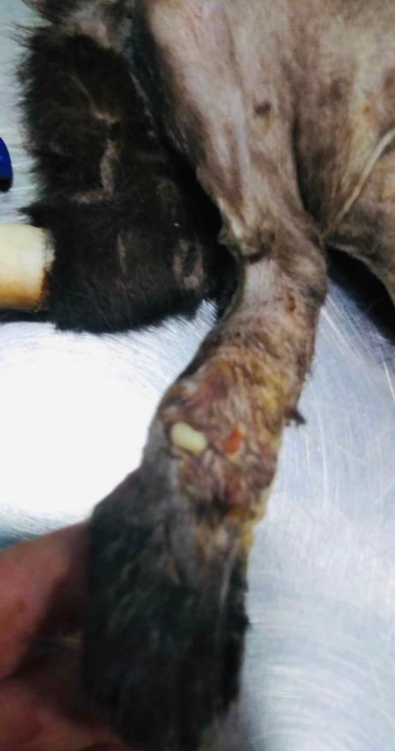 May be an image of animal
