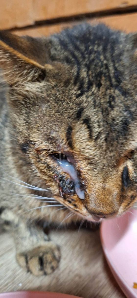 May be an image of cat