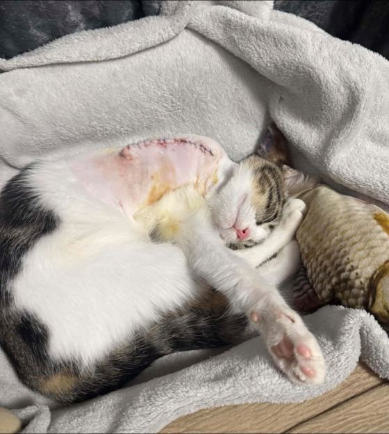 May be an image of cat