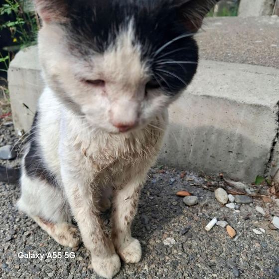 May be an image of cat
