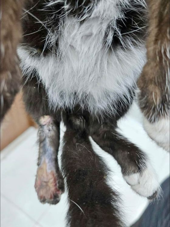 May be an image of tick and rabbit