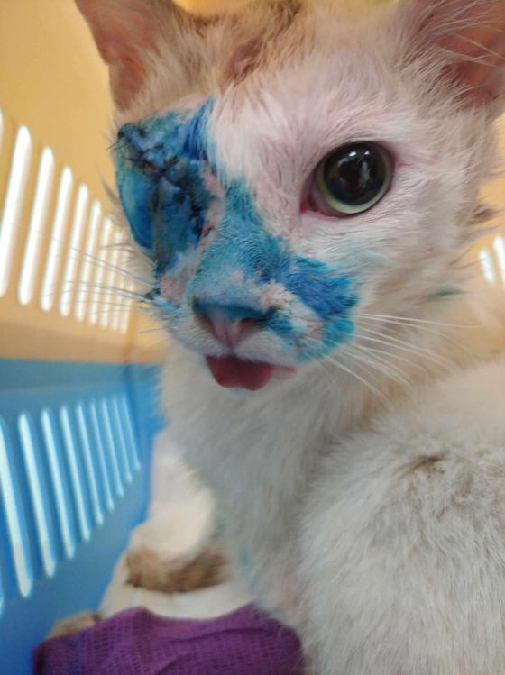 No photo description available.