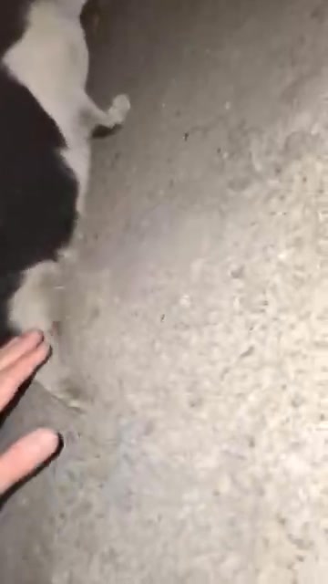 ვიდეო