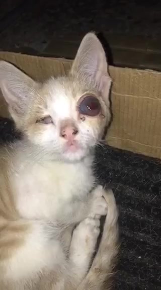 ვიდეო