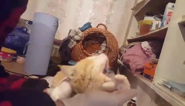 ვიდეო