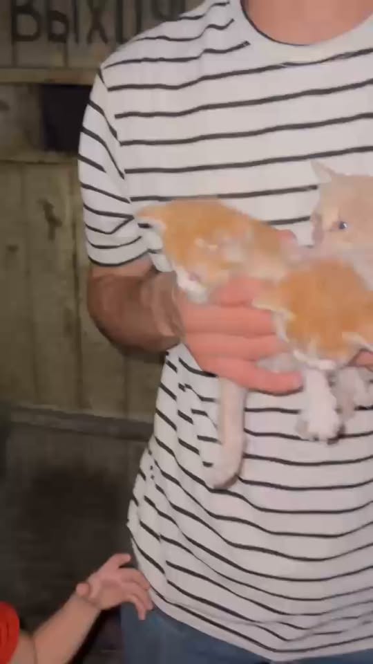 ვიდეო