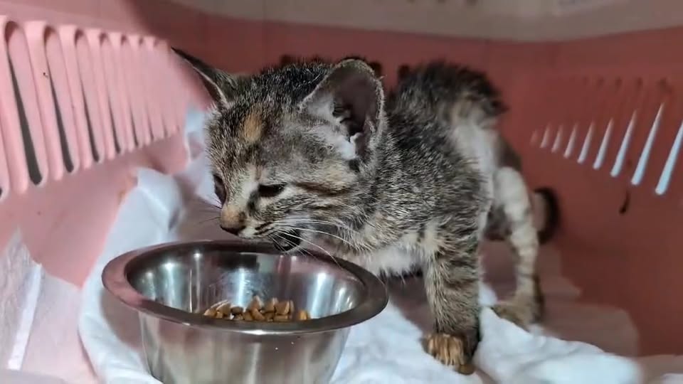 ვიდეო